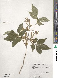 Fraxinus lanuginosa image