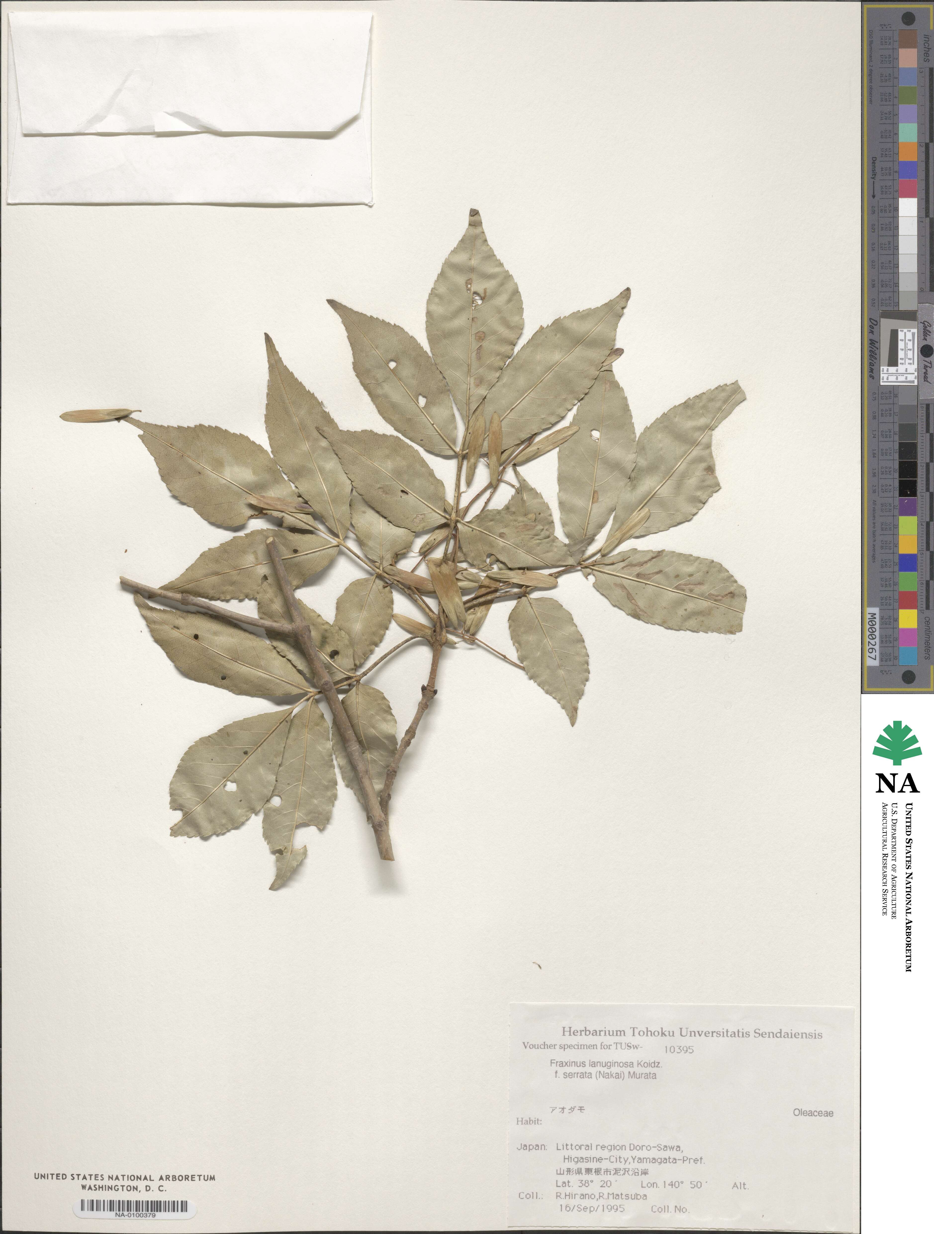 Fraxinus lanuginosa image