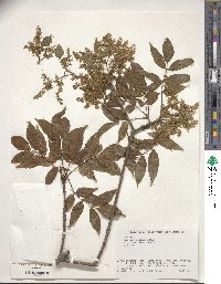 Fraxinus lanuginosa image