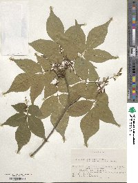 Fraxinus lanuginosa image