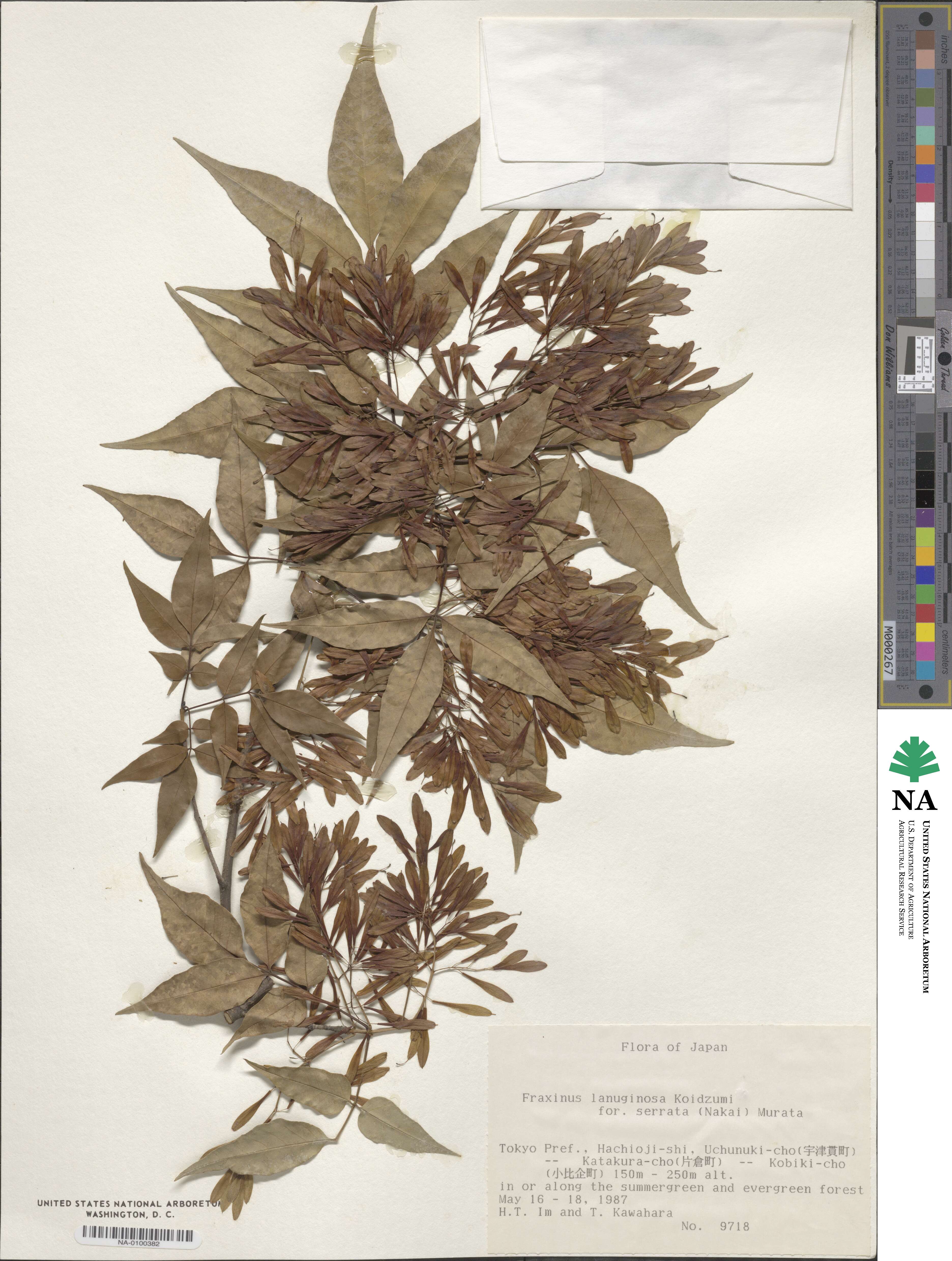 Fraxinus lanuginosa image
