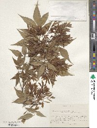 Fraxinus lanuginosa image