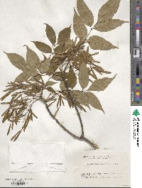 Fraxinus longicuspis image