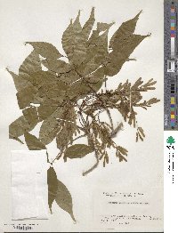 Fraxinus longicuspis image