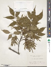 Fraxinus longicuspis image