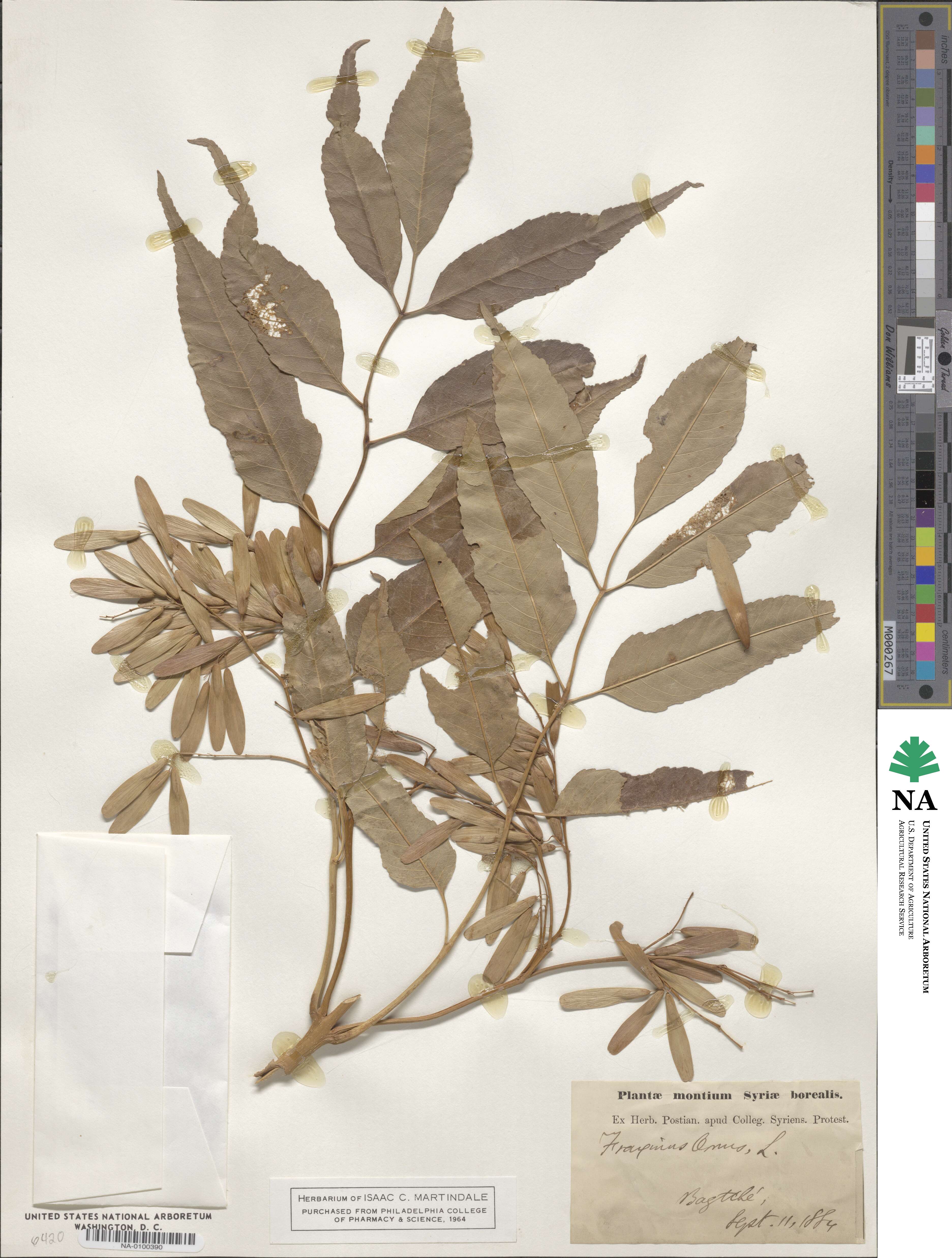 Fraxinus angustifolia subsp. oxycarpa image
