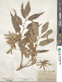 Fraxinus angustifolia subsp. oxycarpa image