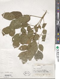 Fraxinus angustifolia image