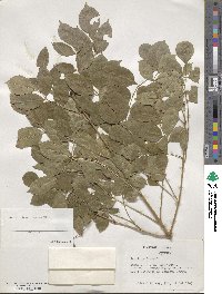 Fraxinus angustifolia subsp. oxycarpa image