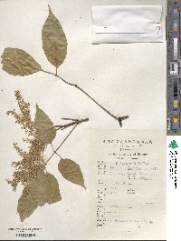 Fraxinus insularis image