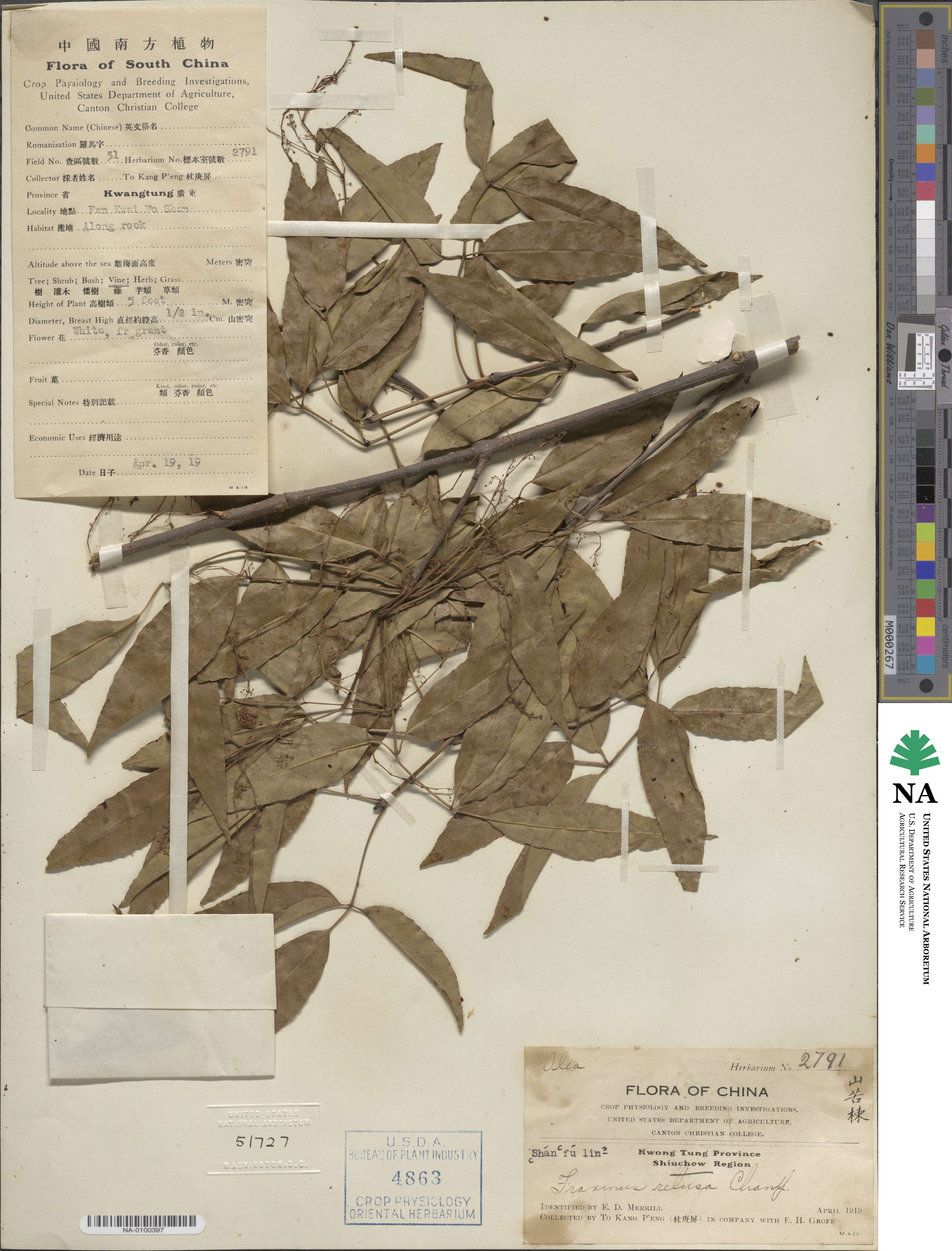 Fraxinus insularis image