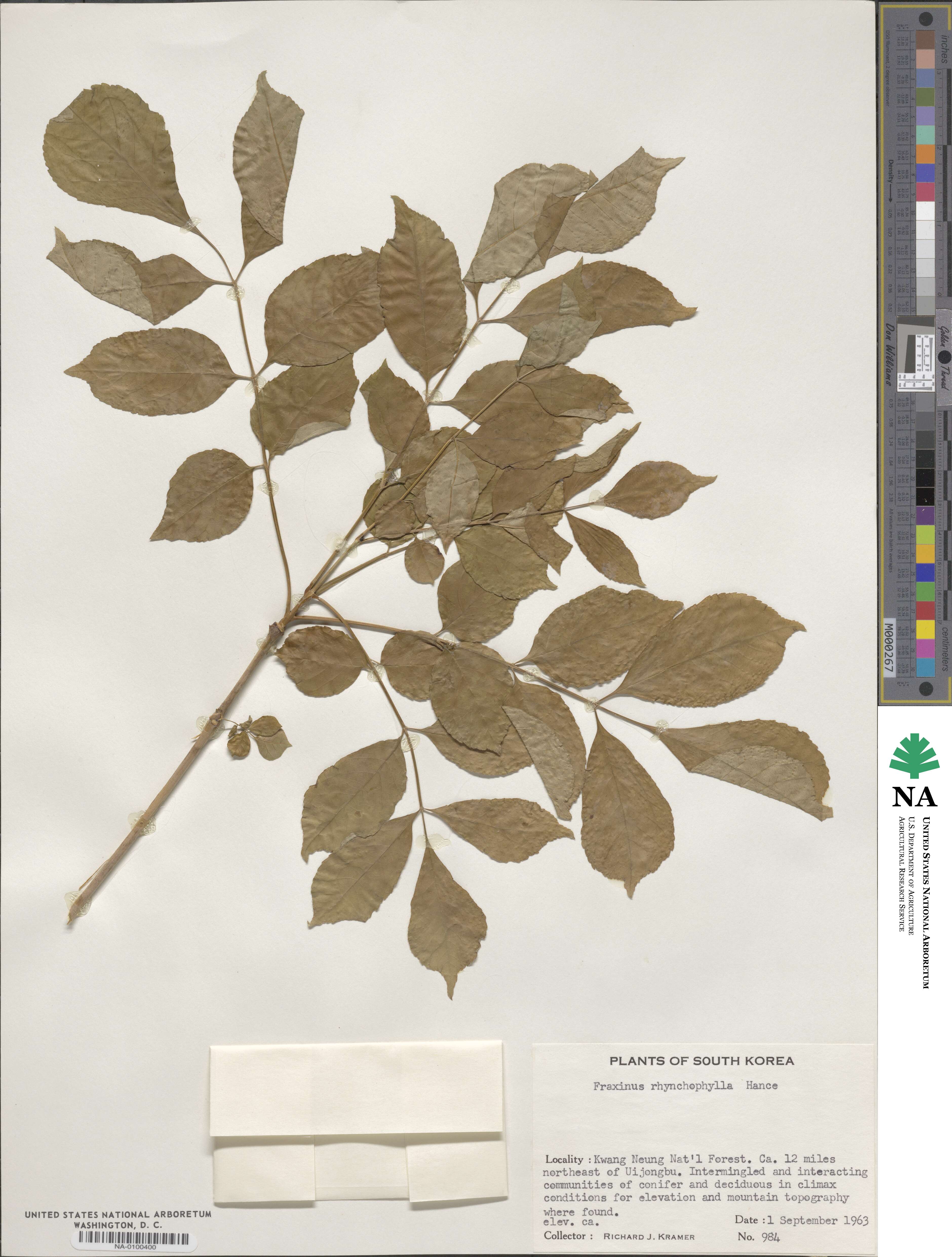 Fraxinus chinensis image