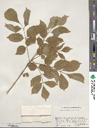 Fraxinus chinensis image