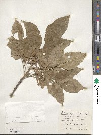 Fraxinus chinensis image