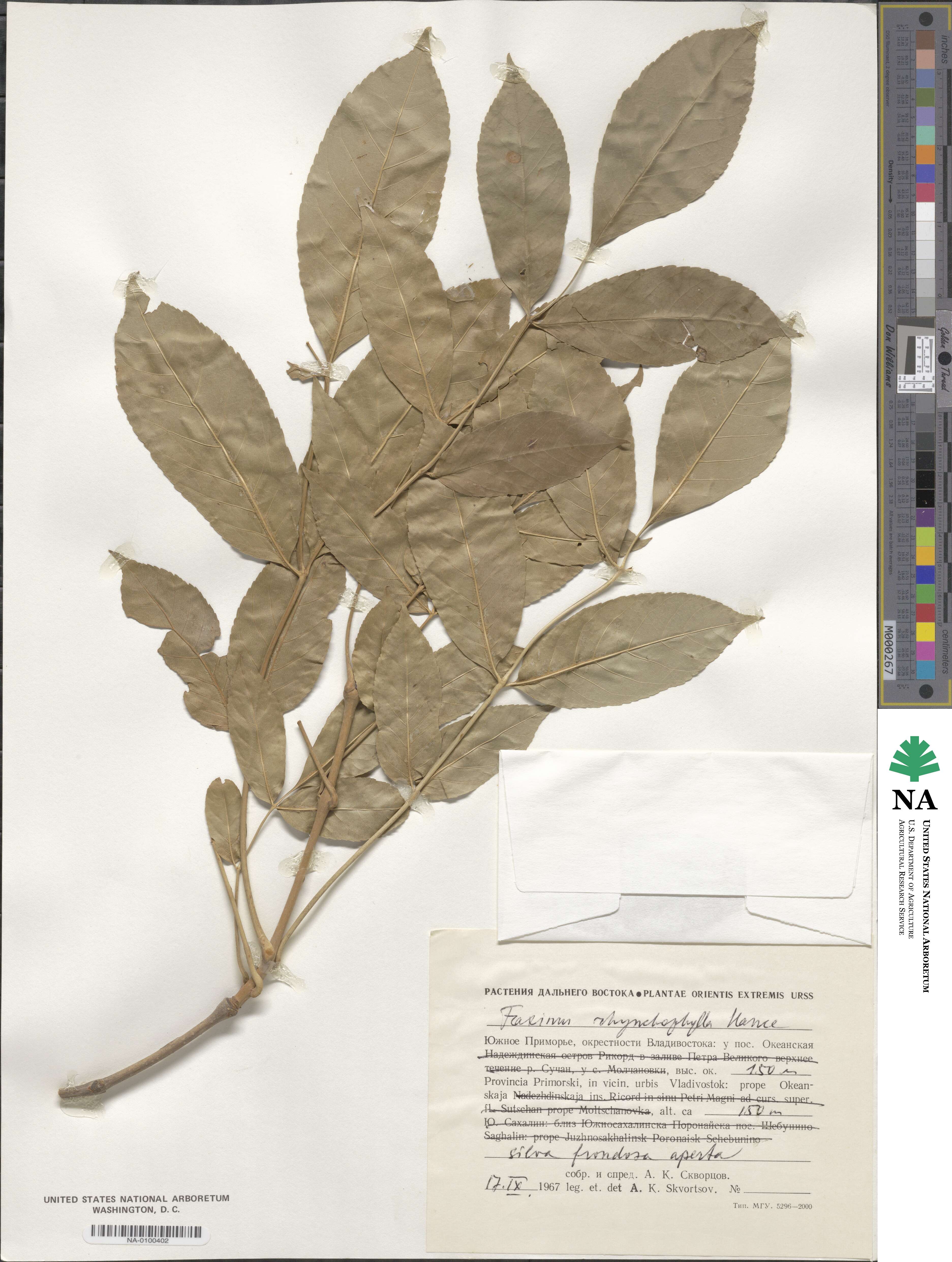 Fraxinus chinensis image