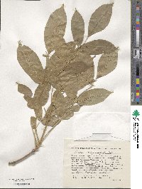 Fraxinus chinensis subsp. rhynchophylla image