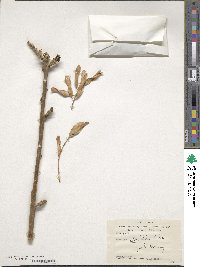 Fraxinus rotundifolia image