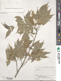 Fraxinus sieboldiana image