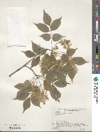 Fraxinus sieboldiana image