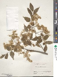 Fraxinus sieboldiana image