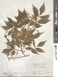 Fraxinus sieboldiana image