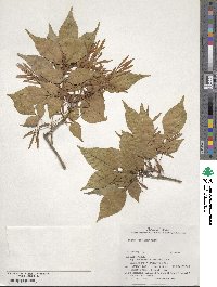 Fraxinus sieboldiana image