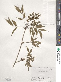 Fraxinus sieboldiana image