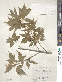 Fraxinus sieboldiana image