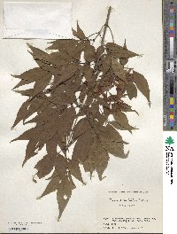 Fraxinus sieboldiana image