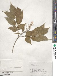 Fraxinus sieboldiana image