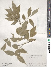 Fraxinus sieboldiana image