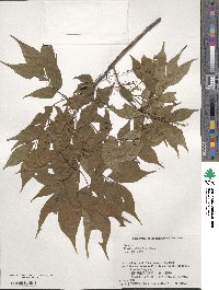 Fraxinus sieboldiana image