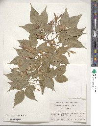 Fraxinus sieboldiana image