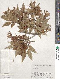 Fraxinus sieboldiana image