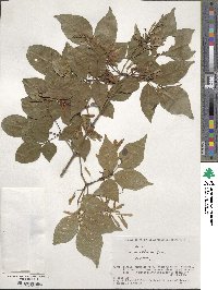 Fraxinus sieboldiana image