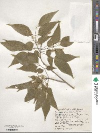 Fraxinus sieboldiana image