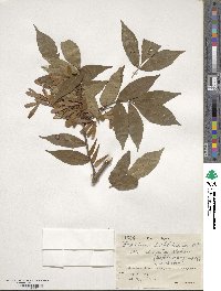 Fraxinus sieboldiana image