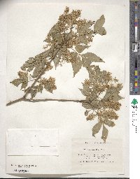 Fraxinus sieboldiana image