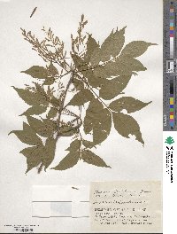 Fraxinus sieboldiana image