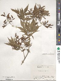 Fraxinus sieboldiana image