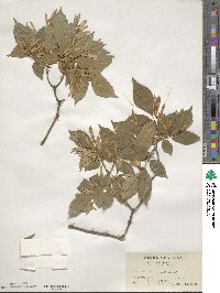 Fraxinus sieboldiana image