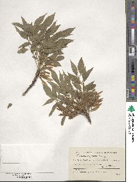 Fraxinus sogdiana image