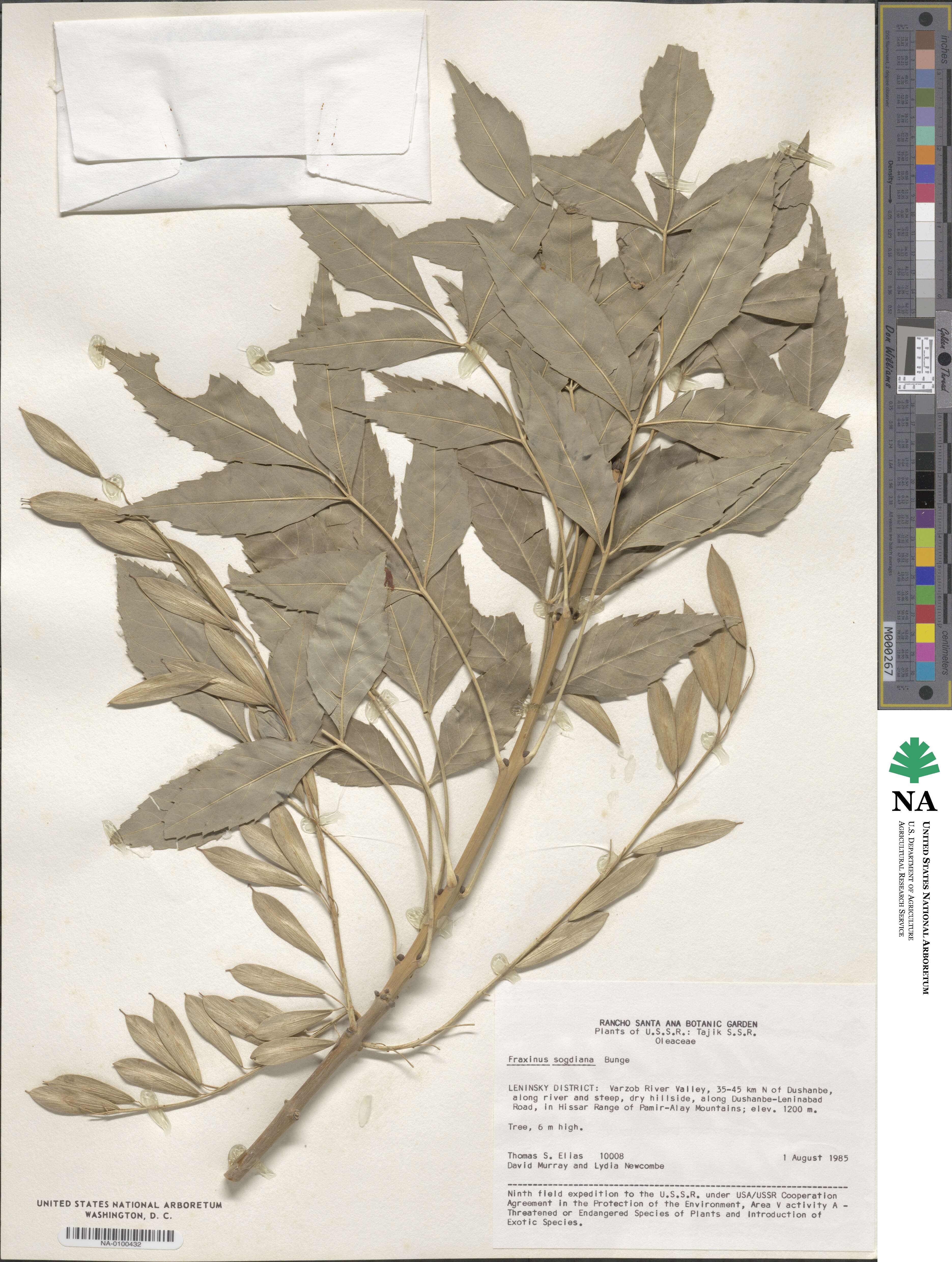 Fraxinus sogdiana image