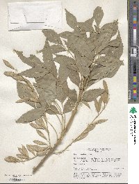 Fraxinus sogdiana image