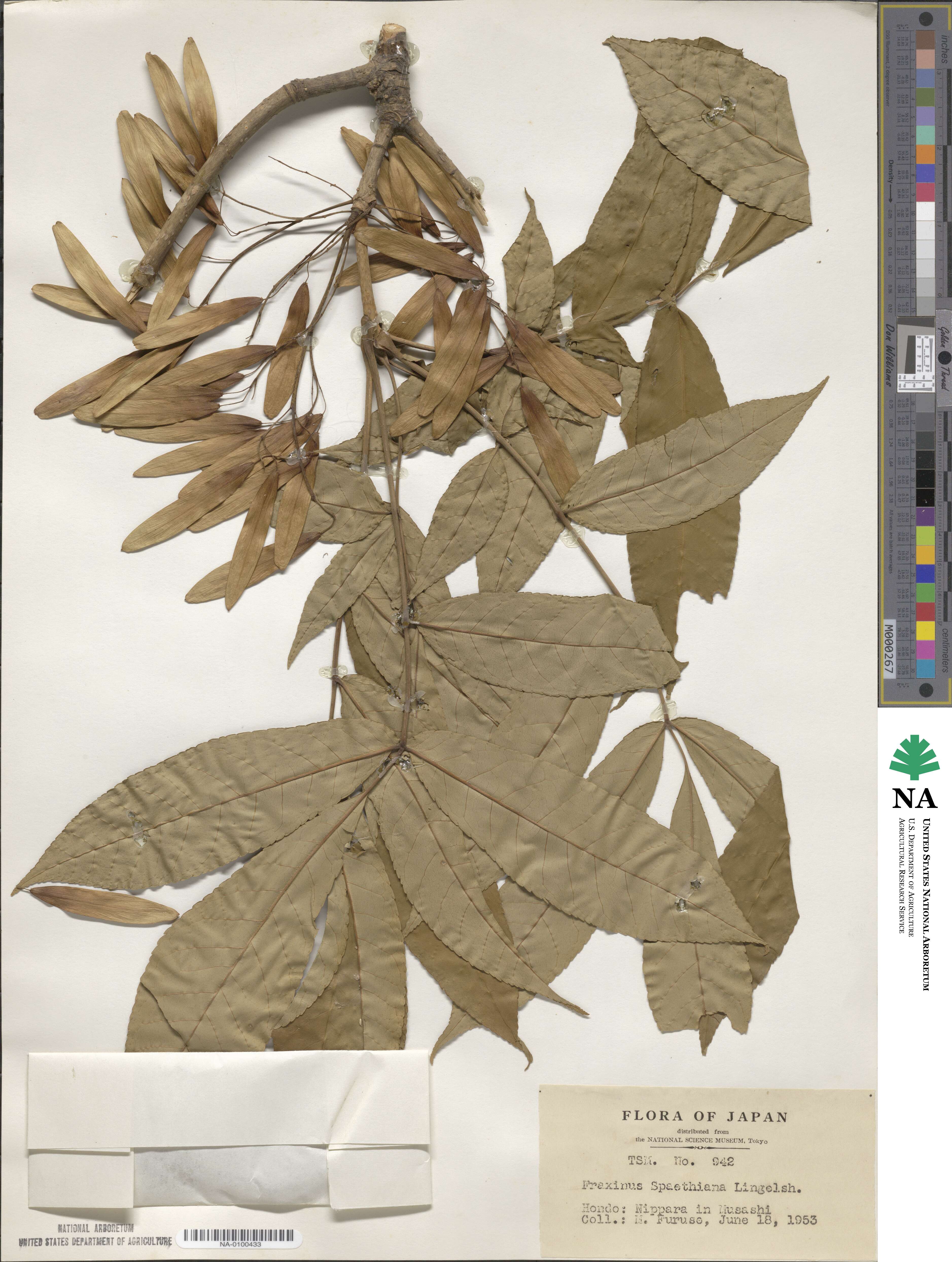 Fraxinus platypoda image