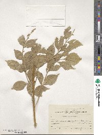 Fraxinus angustifolia image