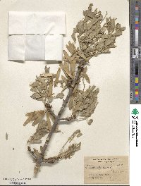 Fraxinus xanthoxyloides image