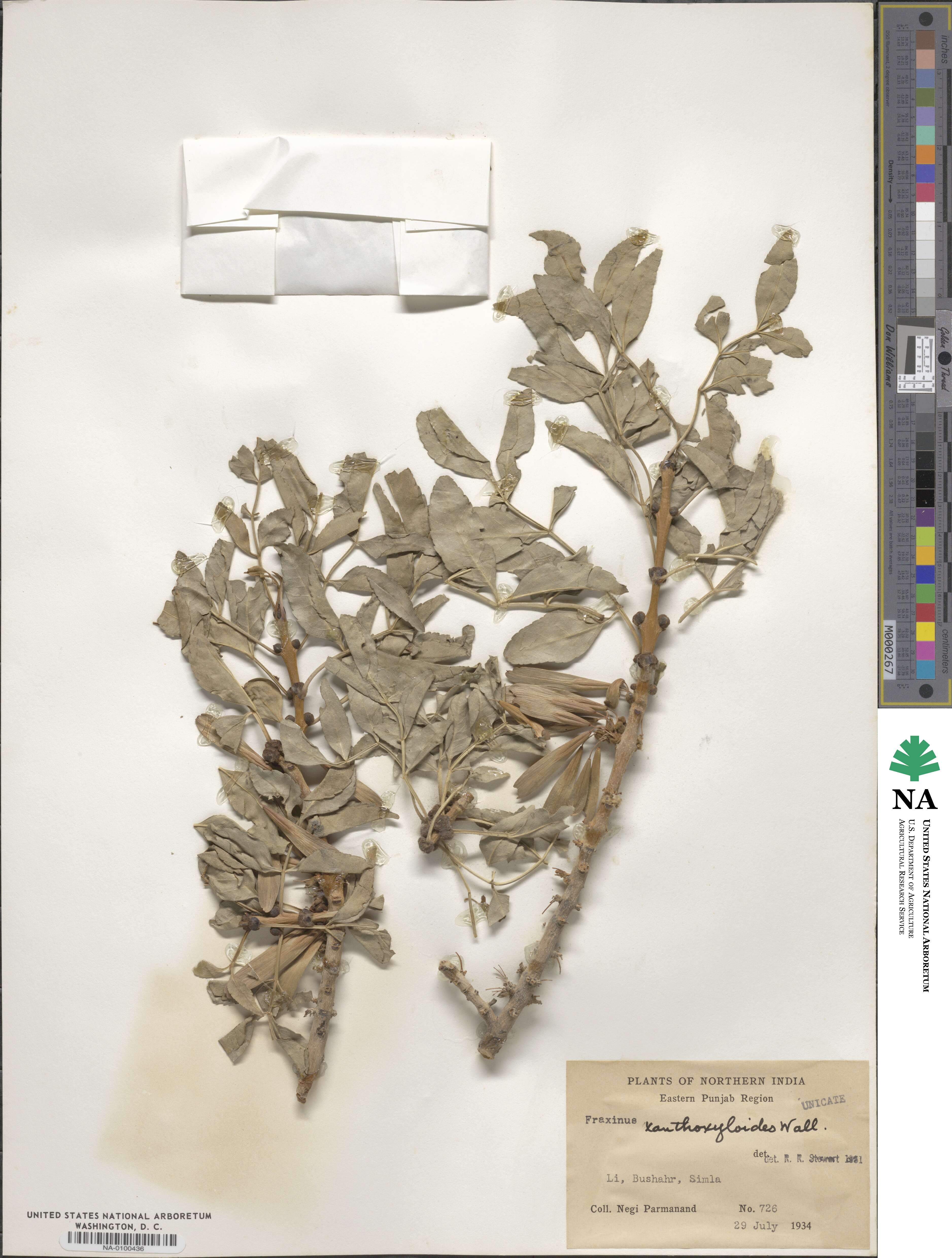 Fraxinus xanthoxyloides image