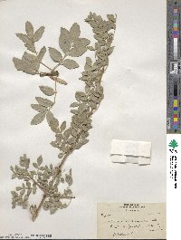 Fraxinus xanthoxyloides image