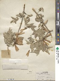 Fraxinus xanthoxyloides image